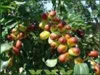 Jujube tree